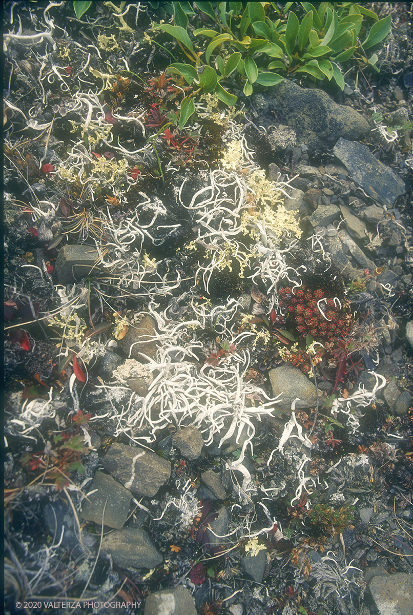 95 SIBERIA.jpg - Luglio/Agosto 1992. Siberia, terra dei Chukchi. Nell'oceano artico  125 Km a nord-est della penisola dei Chukchi (Siberia) c'Ã¨  l'isola di Wrangel, essa ospita piÃ¹ del doppio di specie vegetali (417) di qualsiasi territorio artico a paritÃ  di superficie nonchÃ¨ 30 specie diverse di uccelli oltre ad orsi polari, foche e trichechi ; per questo motivo   Ã¨ stata proclamata patrimonio dell'umanitÃ  dall'UNESCO. Nella foto isola di Wrangel, formazione di licheni